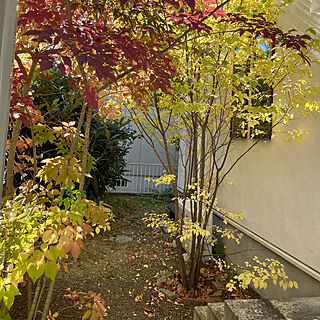 雑木の庭/塗壁/自然素材の家/玄関/入り口のインテリア実例 - 2022-11-10 12:01:09