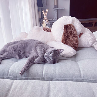 猫のいる暮らし/動物が好き/みていただきありがとうございます❤️/平和を願います/IKEA...などのインテリア実例 - 2022-07-09 10:28:01