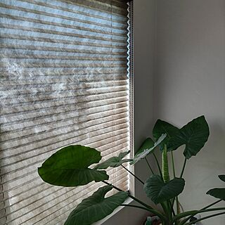 リビング/観葉植物/観葉植物のある暮らし/小上がり和室/窓辺のグリーンのインテリア実例 - 2023-07-29 08:48:25