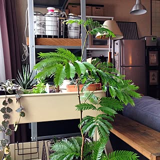 エバーフレッシュ/植物/植物のある暮らし/コンテスト参加中/緑だらけ...などのインテリア実例 - 2016-06-16 20:20:44