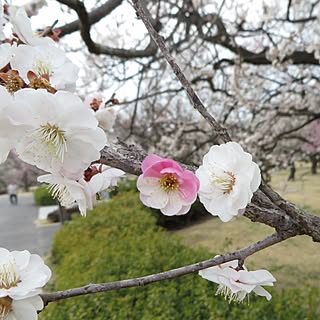 梅/家じゃない/植物/花のインテリア実例 - 2014-03-28 09:41:43