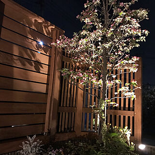 ウッドフェンス/ライトアップ/ハナミズキ/庭木/照明...などのインテリア実例 - 2020-04-28 21:14:00