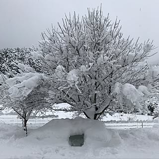 部屋全体/かまくら/インテリアじゃなくてごめんなさい/雪/はなもものインテリア実例 - 2017-01-16 08:11:20