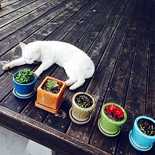 玄関/入り口/グリーンネックレス/ダルトン 植木鉢/猫のいる生活/猫がいつも居る場所...などのインテリア実例 - 2016-04-26 16:17:54