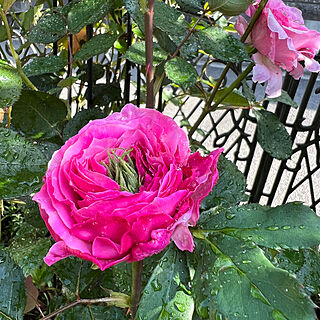 薔薇/バラ/小さい庭/狭い庭/暮らしを楽しむ...などのインテリア実例 - 2023-04-22 16:40:51