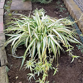 玄関/入り口/オリヅルラン/折鶴ラン/植物のある暮らし/観葉植物...などのインテリア実例 - 2022-09-28 06:59:05