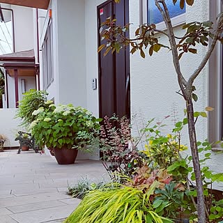 玄関/入り口/玄関アプローチ/自分で植えた木と草花/複数枚投稿/アナベル...などのインテリア実例 - 2023-06-14 20:06:38