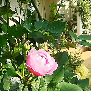 玄関/入り口/薔薇が好き/ガーデニング/アーチ/庭...などのインテリア実例 - 2016-05-04 07:50:27