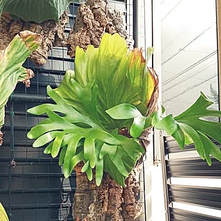 玄関/入り口/インスタやってます！/いいね&フォローありがとうございます☆/植物/庭...などのインテリア実例 - 2023-07-27 07:55:21