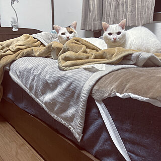 ニトリ/3COINS/猫/ベッド周りのインテリア実例 - 2022-05-15 19:49:45