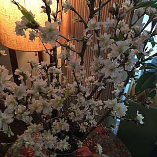 フロアスタンド/パシフィックファニチャー/部屋が明るくなる/桜は良いね/花盛り...などのインテリア実例 - 2022-01-07 09:55:48