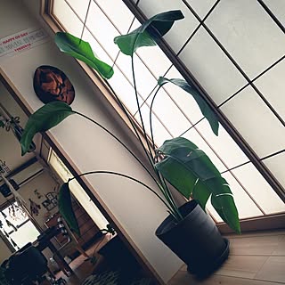 ベッド周り/植物のある暮らし/新社会人新入生の皆さん頑張れ/観葉植物のある暮らし/急成長...などのインテリア実例 - 2023-06-25 09:30:58