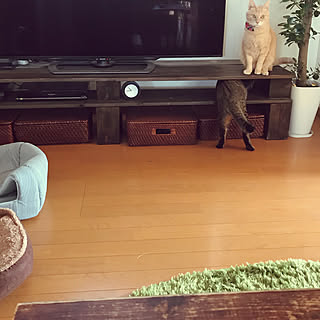 棚/ねこのいる風景/テレビボードDIY/築40年以上の昭和なお家/猫のいる暮らし...などのインテリア実例 - 2019-02-04 09:11:14