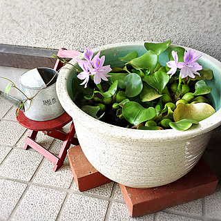 ホテイアオイが咲いた のインテリア実例 Roomclip ルームクリップ ホテイアオイが咲いた のインテリア実例 Roomclip ルームクリップ