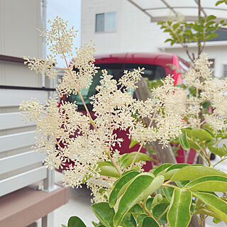 シマトネリコの花/シマトネリコ/男の子2人/いいね！ありがとうございます◡̈♥︎/子どもと暮らす...などのインテリア実例 - 2020-06-30 08:43:58