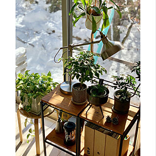 鉢植え/IKEA/IKEA 照明/庭のある暮らし/窓から見える庭...などのインテリア実例 - 2020-12-18 08:58:51