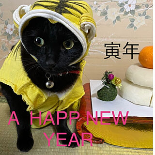 黒猫と暮らす/お正月飾り/ねこのいる日常/寅年/2022年...などのインテリア実例 - 2022-01-01 14:26:44