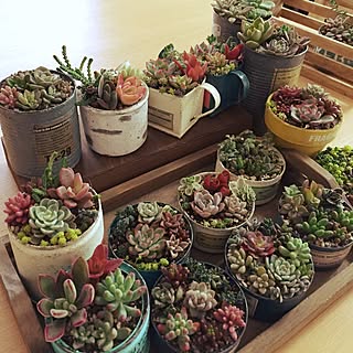 壁/天井/リメ鉢/多肉の寄せ植え/succulent plants/リメ缶...などのインテリア実例 - 2015-12-31 13:48:53