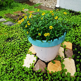 ガーデニング ダイカンドラのおしゃれなインテリア 部屋 家具の実例 Roomclip ルームクリップ ガーデニング ダイカンドラのおしゃれなインテリア 部屋 家具の実例 Roomclip ルームクリップ