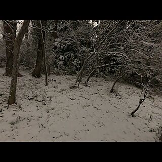冬枯れ/東京に雪/雪明かり/雪景色/落葉樹...などのインテリア実例 - 2022-01-06 19:02:46