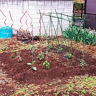 玄関/入り口/家庭菜園/夏野菜/連作しちゃった/農作業...などのインテリア実例 - 2023-05-07 11:45:59