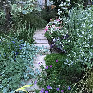 カラミンサのインテリア実例 Roomclip ルームクリップ カラミンサのインテリア実例 Roomclip ルームクリップ