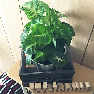 玄関/入り口/みどりのある暮らし/観葉植物/ダイソー/ニトリ...などのインテリア実例 - 2016-08-06 09:55:21