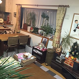 部屋全体/こたつ/観葉植物/クリスマス/ウクレレ...などのインテリア実例 - 2015-11-19 21:43:06