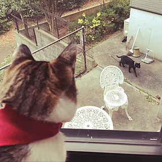 お散歩猫/外に出られない猫/窓から外を見る猫/リビングのインテリア実例 - 2020-12-02 09:38:14