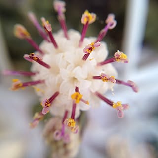 グリーンネックレス/花が咲いた‼︎/ガーデニング/多肉植物♥︎/多肉植物...などのインテリア実例 - 2016-01-09 20:28:29