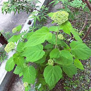 3年目のアナベル/アナベル成長記録/雨上がりの朝/雨上がりの庭/アナベル...などのインテリア実例 - 2020-06-02 07:55:45