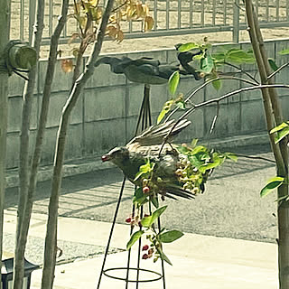 水飲み場オブジェ/おうちでバードウォッチング/バードウォッチング/野鳥の来る庭/ヒヨドリ...などのインテリア実例 - 2020-05-20 16:43:47