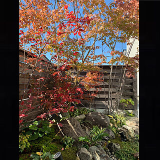 木塀/和風の庭/苔庭/坪庭/サツキツツジの紅葉...などのインテリア実例 - 2021-10-25 10:37:51