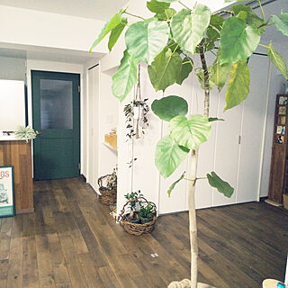 部屋全体/観葉植物/好きなものに囲まれた暮らし/緑のある暮らし/無垢の床...などのインテリア実例 - 2020-11-12 07:36:35