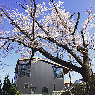 部屋全体/黒ガルバ/ガルバリウム/桜/新築一戸建て...などのインテリア実例 - 2018-04-07 09:22:22