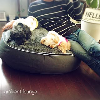 部屋全体/わんこと暮らす家/ガーデン雑貨/植物/ambient lounge...などのインテリア実例 - 2016-03-08 19:35:41