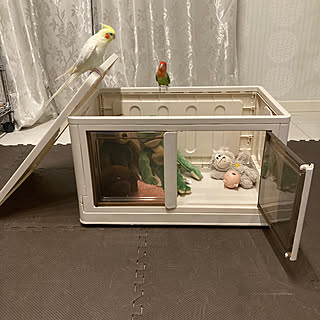 キッチン/収納ボックス/犬/鳥/インコ...などのインテリア実例 - 2024-04-05 19:12:08