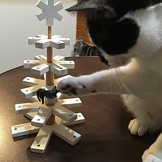 クリスマスツリー/無印良品/猫/ねこ/ねこ部...などのインテリア実例 - 2016-11-08 19:42:00