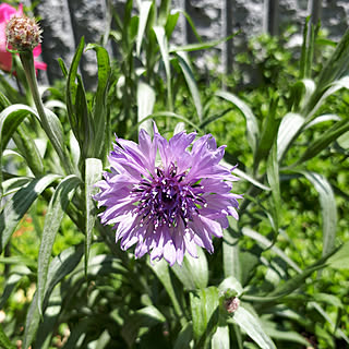 お花大好き♡/紫のお花/まだまだ初心者☆/植物のある暮らし/成長記録...などのインテリア実例 - 2018-05-05 13:19:51