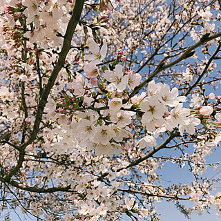 桜の蕾/春/六分咲/桜/机のインテリア実例 - 2023-03-22 14:15:19