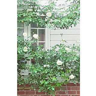 格子窓/薔薇が好き/花のある暮らし/薔薇ばかりでごめんなさい/レンガ壁...などのインテリア実例 - 2016-05-10 21:58:43