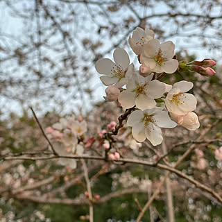 桜の季節/開花/さくら/玄関/入り口のインテリア実例 - 2023-03-17 18:11:48