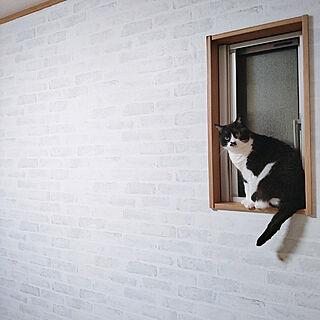 壁/天井/ねこと暮らす/ねこのいる日常/保護猫/レンガ風壁紙...などのインテリア実例 - 2022-02-13 22:52:00