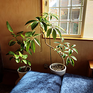 植物と暮らす/樹形にこだわる/朝早くから活動/お休みの日/部屋全体のインテリア実例 - 2019-10-20 10:50:58