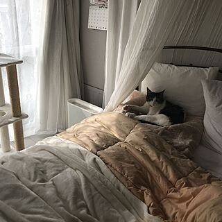 ベッド周り/アレルギー対策/空気清浄機/レイコップかけた後/猫と暮らす...などのインテリア実例 - 2018-02-04 14:35:59