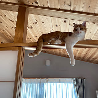 こあがり和室/屋根裏部屋のある家/ロフトのある家/ねこのいる風景/木の家...などのインテリア実例 - 2021-12-26 09:43:25