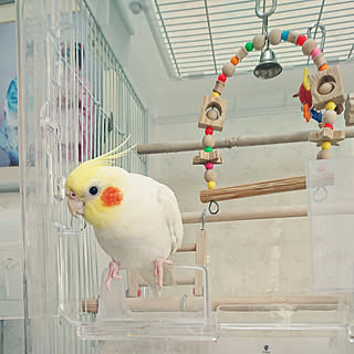 部屋全体/オカメインコ/オカメインコのいる暮らし/インコ用ブランコ/バードゲージ...などのインテリア実例 - 2018-08-02 17:30:26