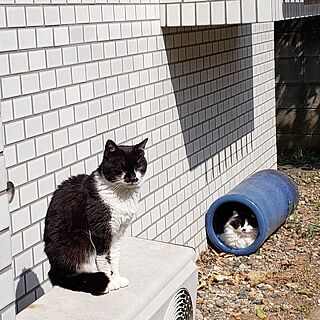 猫/ねこのいる風景/外壁タイル/外猫ちゃんのインテリア実例 - 2023-03-30 10:27:09