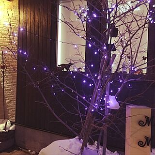 玄関/入り口/Christmasイルミネーション/ジュンベリーの木のインテリア実例 - 2016-12-24 23:15:04