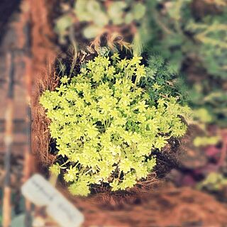 多肉植物/ベランダガーデニング/観葉植物/植物のインテリア実例 - 2013-11-27 21:07:26